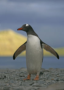 Gentoo penguin just out of water with water and sun-lit mountain behind him by Danita Delimont