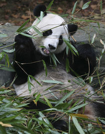 Giant pandas at the Giant Panda Protection & Research Center near Chengdu China by Danita Delimont