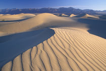 Mesquite Flats sand dunes with wind ripples at sunrise by Danita Delimont