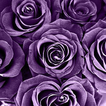 Rose Bouquet in Purple von Igor Shrayer