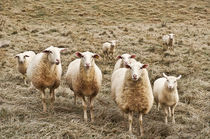 Curious Sheep by John Greim