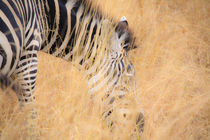zebra in the wilderness 17 by Leandro Bistolfi