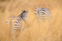 zebra in the wilderness 18 by Leandro Bistolfi