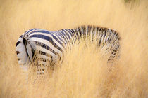 zebra in the wilderness 16 by Leandro Bistolfi