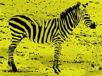 Zebra01 von corsza