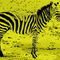 Zebra01