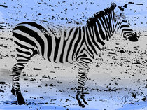 Zebra02 by corsza