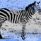 Zebra02