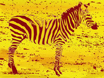 Zebra03 by corsza