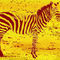 Zebra03