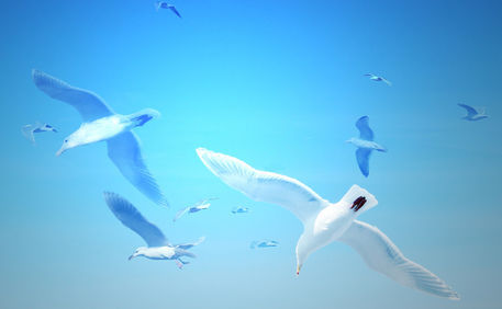 Gulls-in-flight