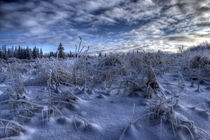 Alaskan Winter von Michele Cornelius