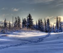 Path to the Winter Woods von Michele Cornelius