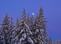 Winter Blue Moon by Michele Cornelius