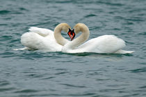 Swan Heart by David Freeman
