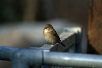 Sparrow on fence by David Freeman