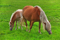 Pferde von Wolfgang Dufner