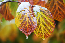 Winter leaf by Katia Boitsova