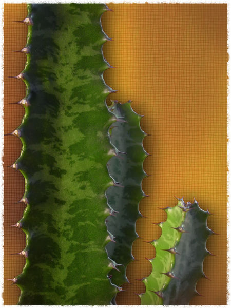 Cactus-tri
