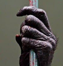 Monkey Hand by David Freeman