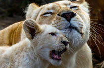 White Lion love me by David Freeman