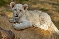 white Lion von David Freeman