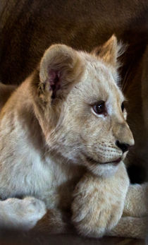 Baby white lion von David Freeman