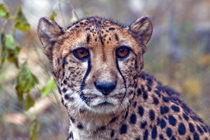 cheetah von David Freeman