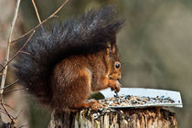 Fluffy the Squirell by David Freeman