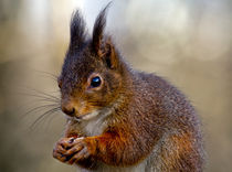 squirrel by David Freeman