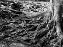 Roots 2 by LEIGH ODOM