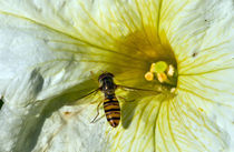 Paper wasp approaches flower von David Freeman