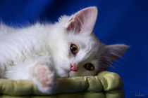 Adorable white kitten by Raffaella Lunelli