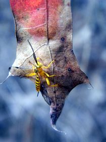 Yellow Wasp 2 by Warren Thompson
