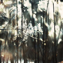 winter light #1 von Eva Stadler