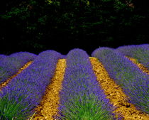 Lavender Field von Lainie Wrightson