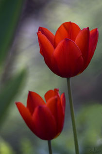 Red tulips by Raffaella Lunelli