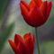 Ral-raffaellalunelli-fiori-tulipanirossi