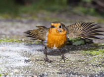 Robin with wings outstretched by Graham Prentice