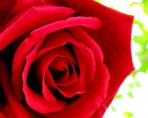 Red Rose by Lainie Wrightson