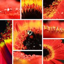 Blumen Collage von Falko Follert