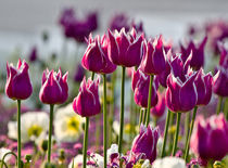 Tulips by David Freeman