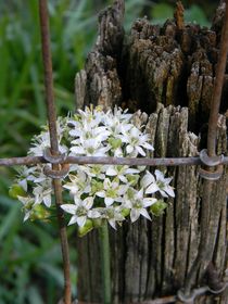 Fence and Flower by Warren Thompson