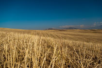 Barley meadows by Victoria Savostianova