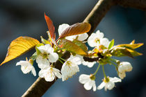 Blooming cherry tree by Victoria Savostianova