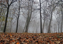 Forest in Fog by Dejan Knezevic