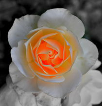 leuchtende Rose by alana