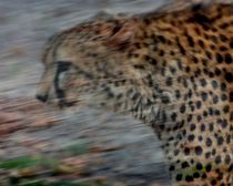 Gepard in Bewegung by alana