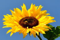 Sonnenblume mit Honigsammler by alana