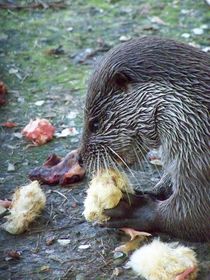 Otter beim Frühstück von alana